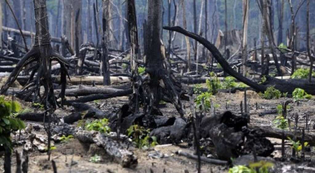 Dehradun based ICFRE set to improve status of forests through research interventions