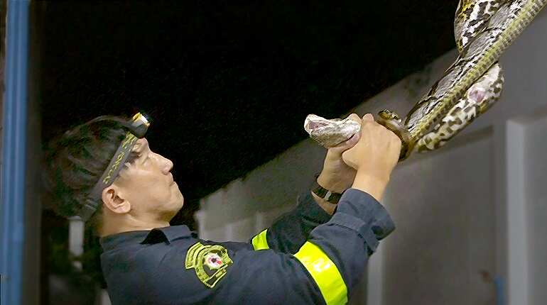 Meet Thailand's snake-catching 'superhero'