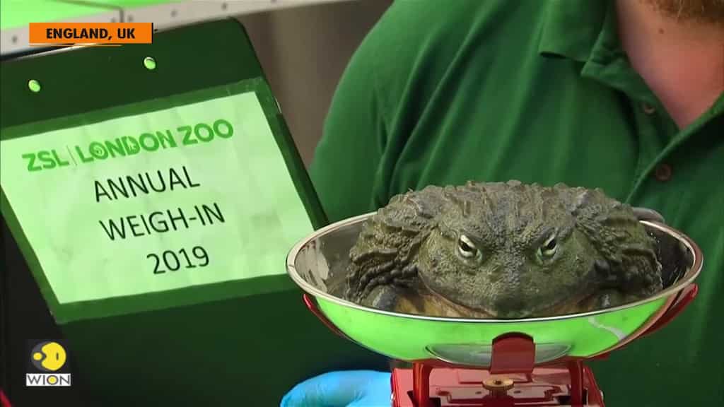 Penguins to porcupines hit the scales for annual London zoo weigh-in