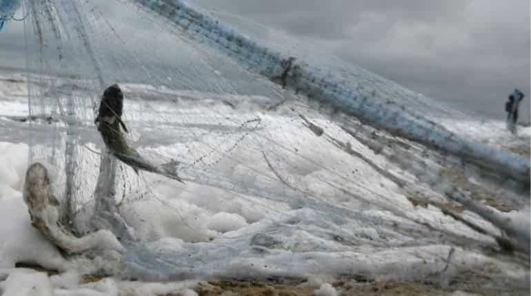 No reports of mass mortality of fish yet