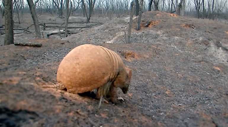 Wildlife facing fire, heat, smoke and drought as Bolivian forests blaze