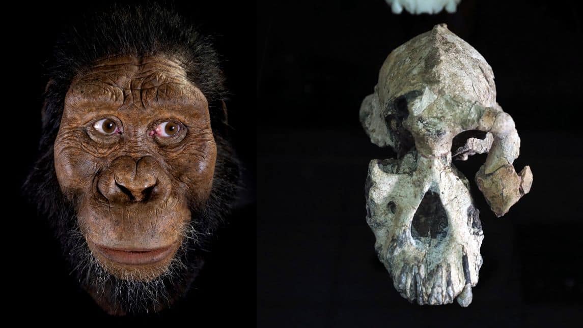 Direct ancestor of Australopithecus afarensis