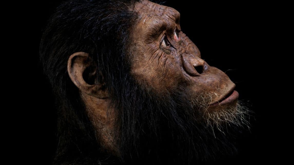 'MRD's species much smaller than modern humans'