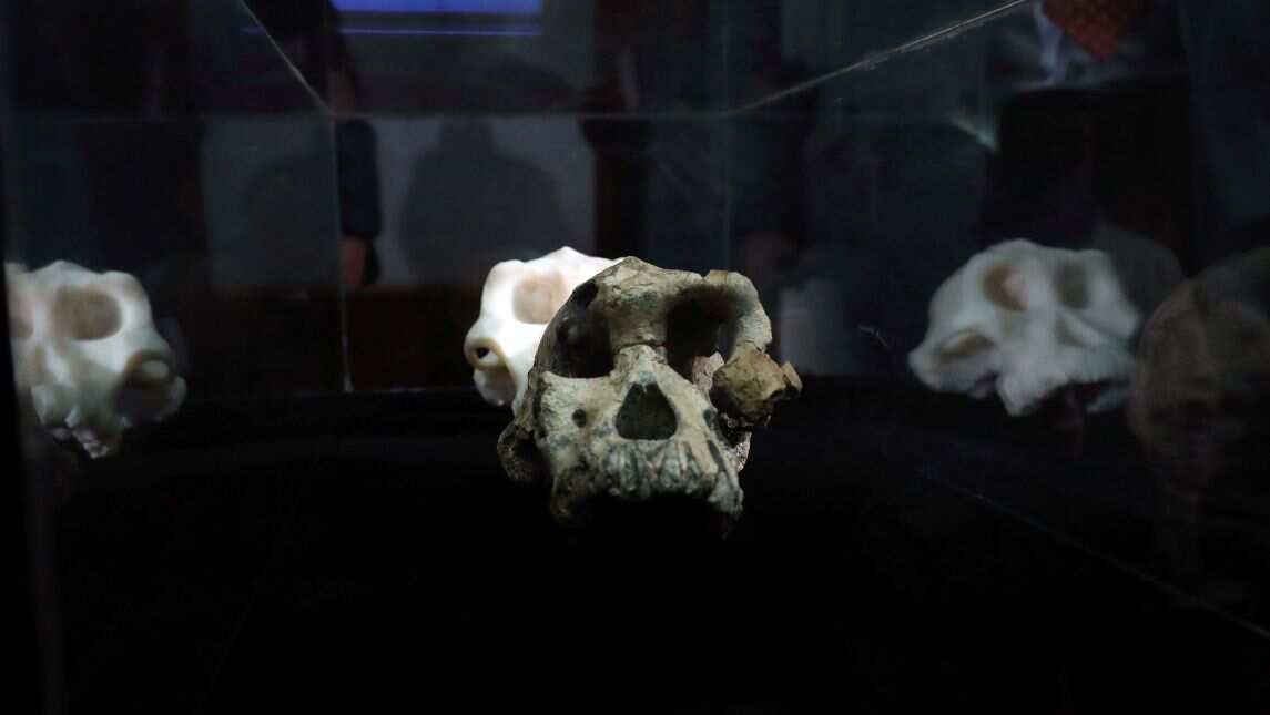 Hails from time between 4.1 million and 3.6 million years ago