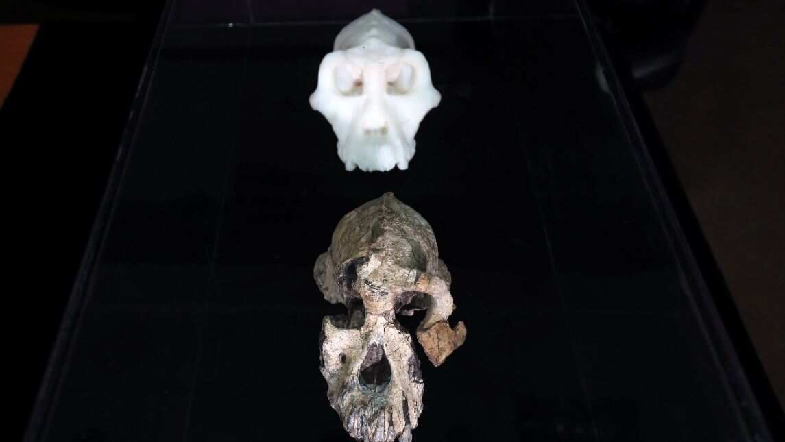 A hominin