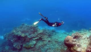 Great Barrier Reef won't be listed as endangered heritage site for now