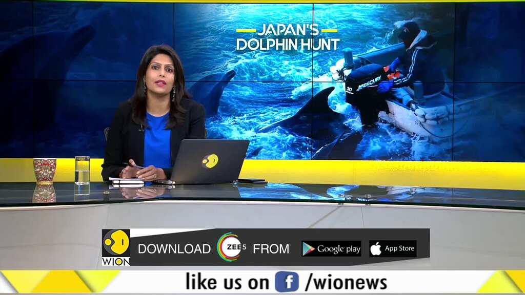 Gravitas: Japan is hunting Dolphins again