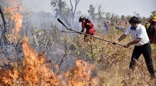 Bolivia has lost 1.7 million hectares to fire: Government