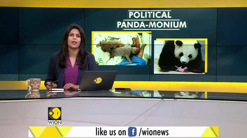 Gravitas: Pandas caught in a political pandemonium!
