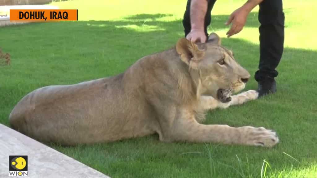 Leo the pet lion: a local celebrity in Iraq's Dohuk