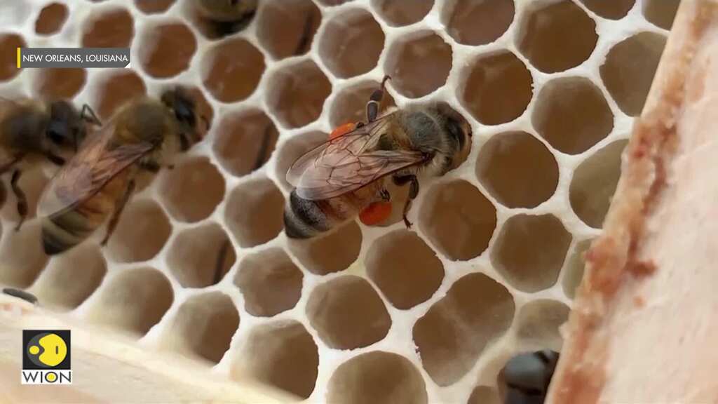 Military veterans turn to beekeeping for relief
