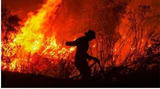 World lost 100 million hectares of forest in two decades: UN