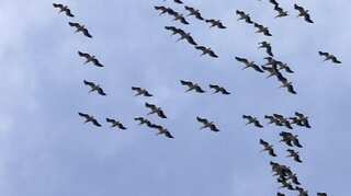 North America lost nearly 3 billion birds over 50 years: Study