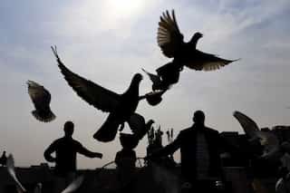 Joe, a pigeon who travelled 13,000 kilometers faces death row in Australia