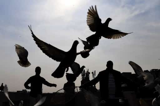 Joe, a pigeon who travelled 13,000 kilometers faces death row in Australia