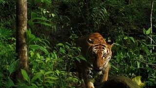 110 tiger and 491 leopard deaths reported in India in 2019