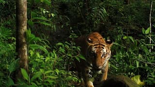 110 tiger and 491 leopard deaths reported in India in 2019