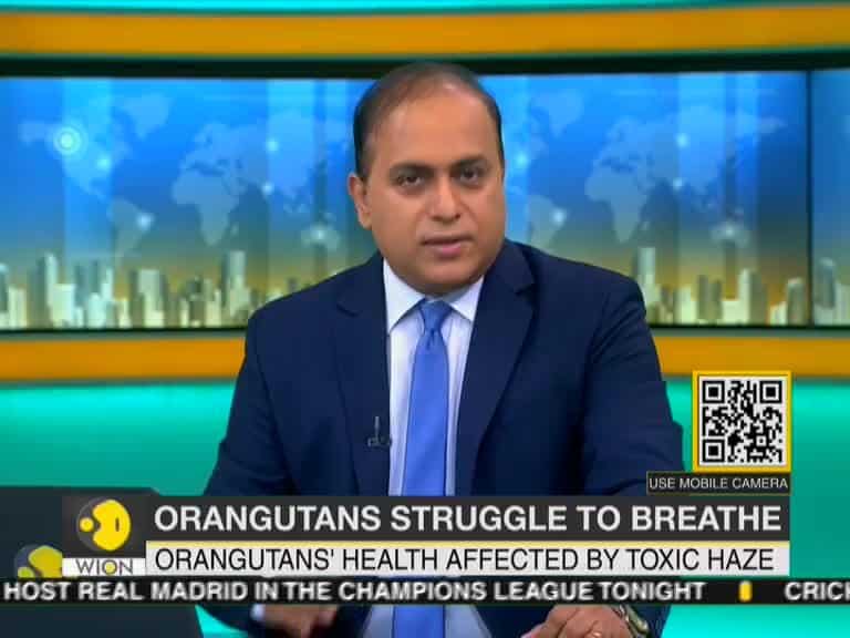 Orangutans struggle to breathe; health affected by toxic haze