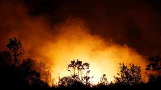 Indonesia's 'Good Palm' drive enflames anger as smoke clouds skies