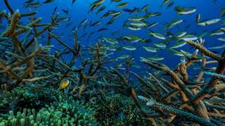 Marine life under threat from plummeting oxygen levels