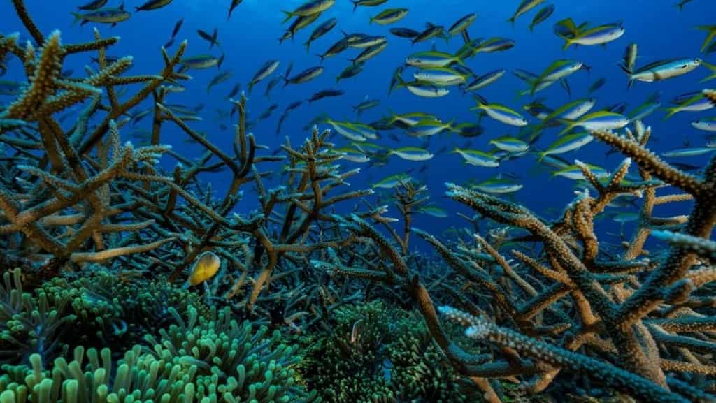 Marine life under threat from plummeting oxygen levels