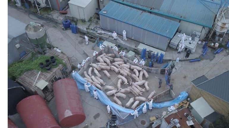 South Korea confirms fourth Swine Fever case, requests North Korea to cooperate South Korea confirms fourth Swine Fever case, requests North Korea to cooperate