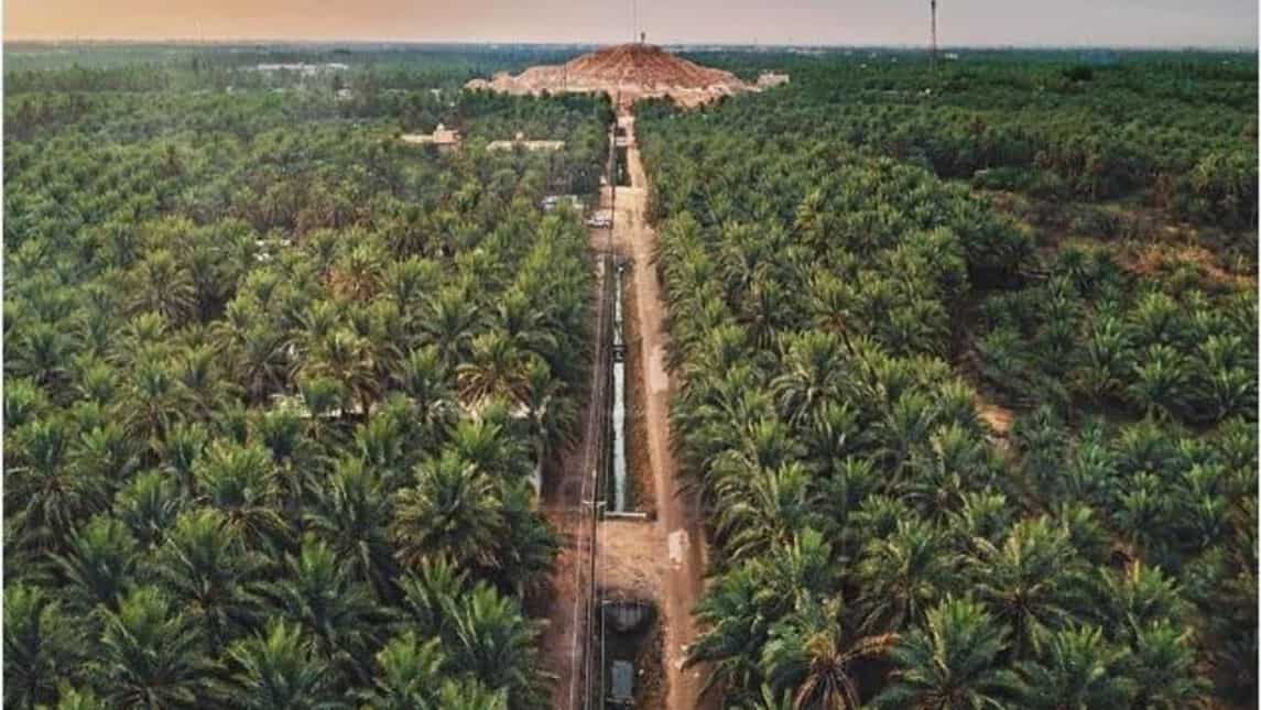 Al-Ahsa oasis