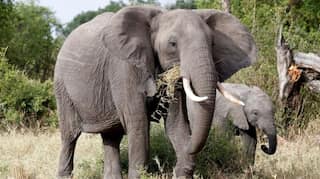 Tougher penalties to protect Sri Lanka elephants after mass deaths