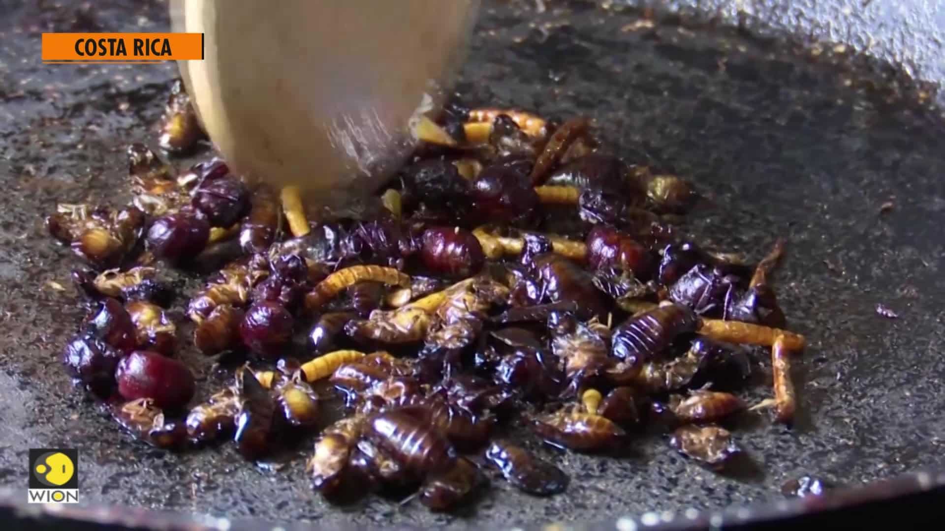 Looking for low-cost and highly nutritious? Go for insects! - World News
