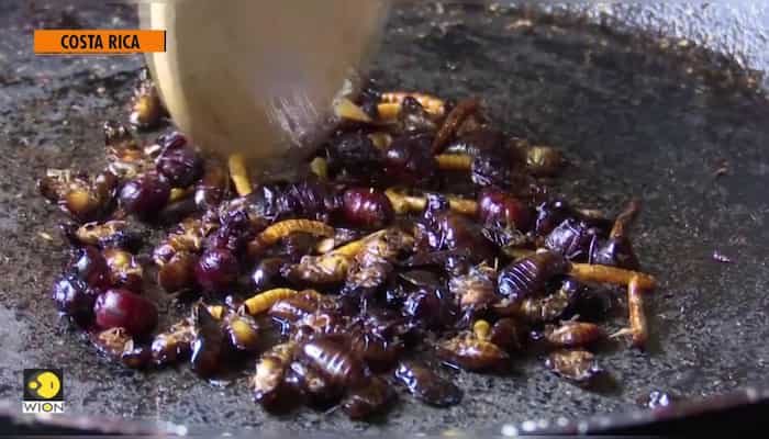 Looking for low-cost and highly nutritious? Go for insects!