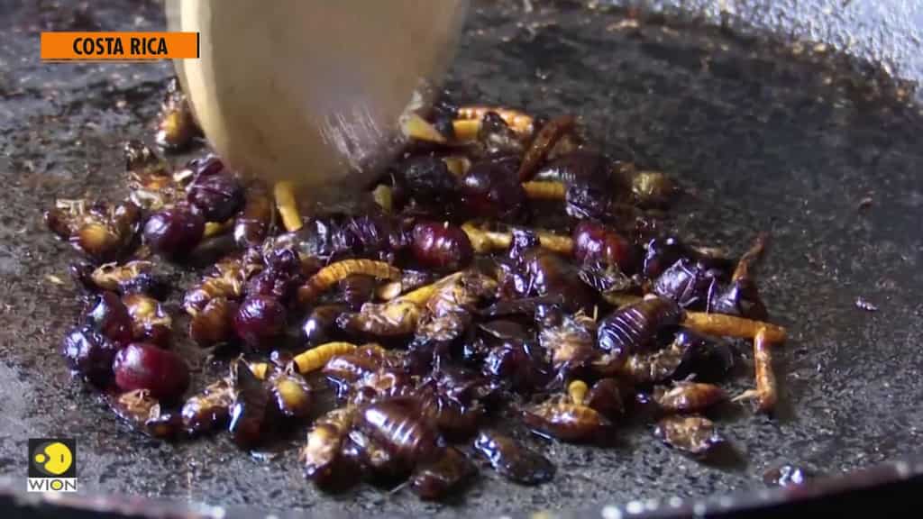 Looking for low-cost and highly nutritious? Go for insects!