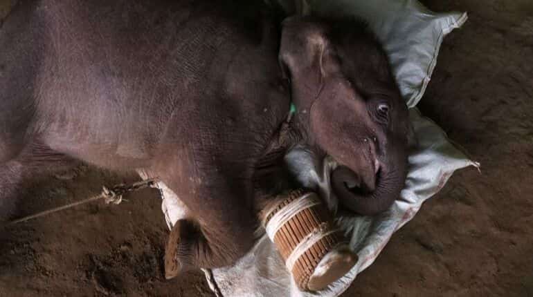 Rescued baby elephant nursed back to health at Myanmar sanctuary Rescued baby elephant nursed back to health at Myanmar sanctuary