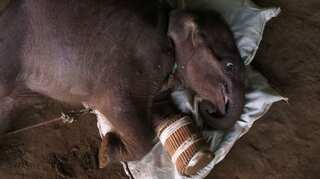 Rescued baby elephant nursed back to health at Myanmar sanctuary