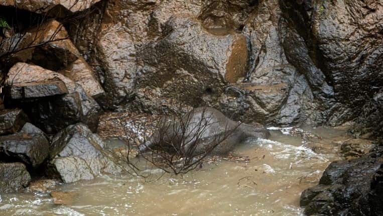 Five more Thai elephants died in waterfall plunge, drone footage shows Five more Thai elephants died in waterfall plunge, drone footage shows