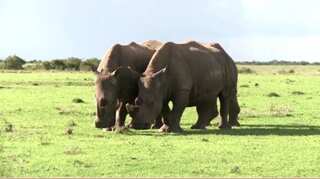 Botswana rhinos risk wipeout as poaching rises