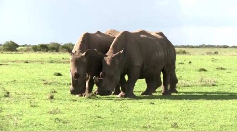 Botswana rhinos risk wipeout as poaching rises