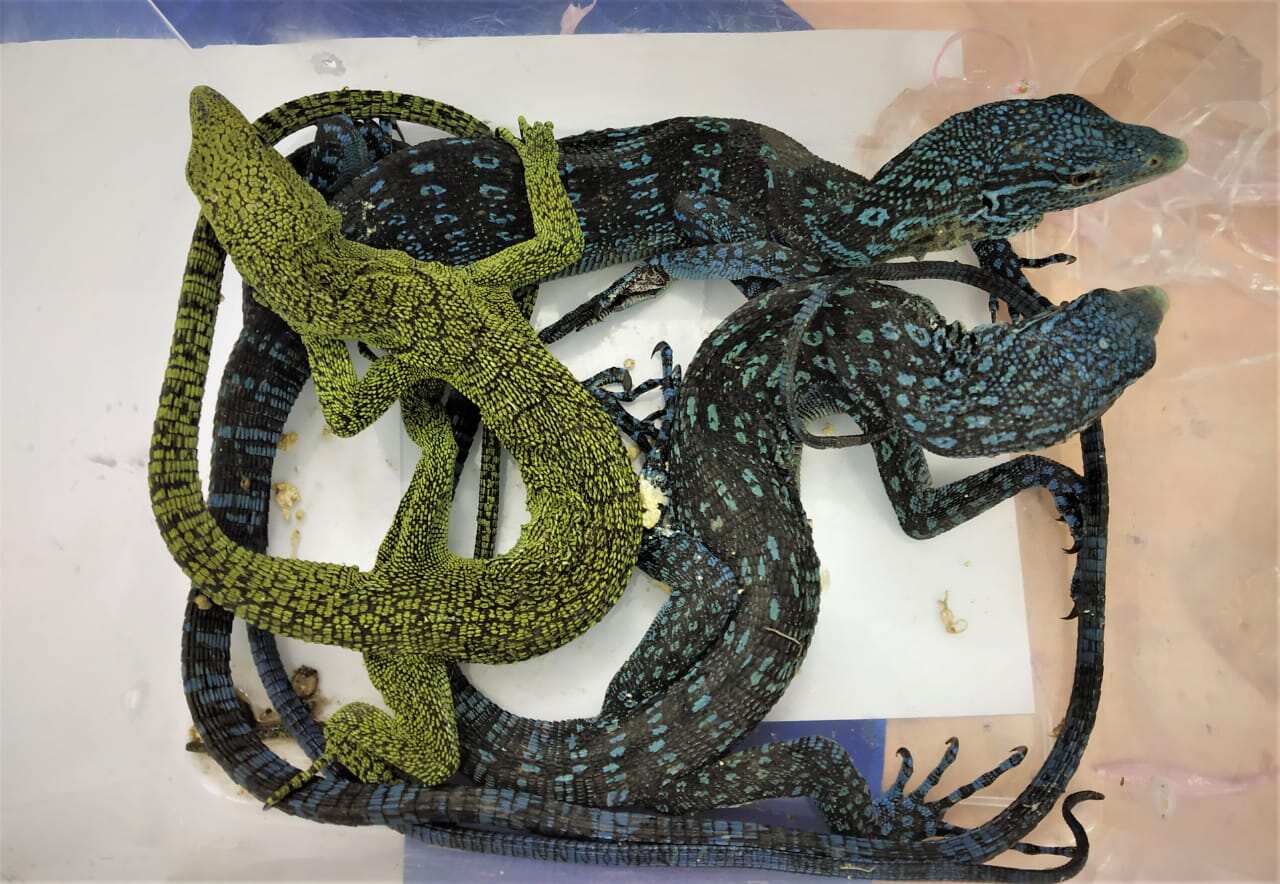 Pythons and monitor lizards hid in check-in baggage seized at Chennai Airport Pythons and monitor lizards hid in check-in baggage seized at Chennai Airport