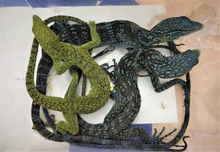 Pythons and monitor lizards hid in check-in baggage seized at Chennai Airport 