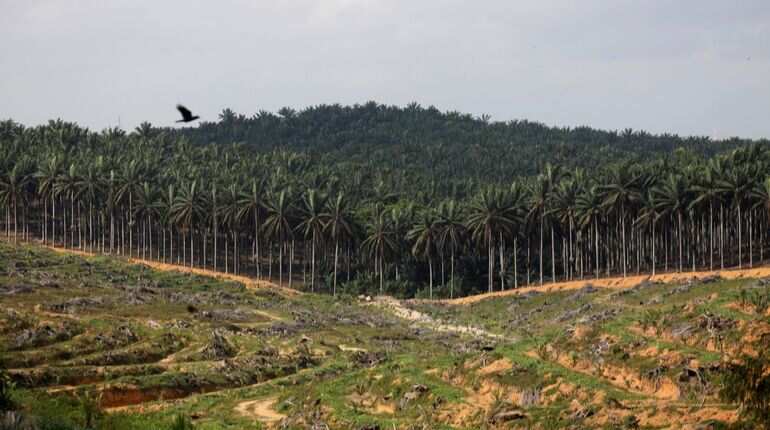 Malaysia offers to buy more imports from India after threat of palm oil curbs Malaysia offers to buy more imports from India after threat of palm oil curbs