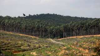 Malaysia offers to buy more imports from India after threat of palm oil curbs