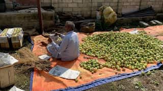 Killing of 3 non-locals shock apple traders in Jammu and Kashmir