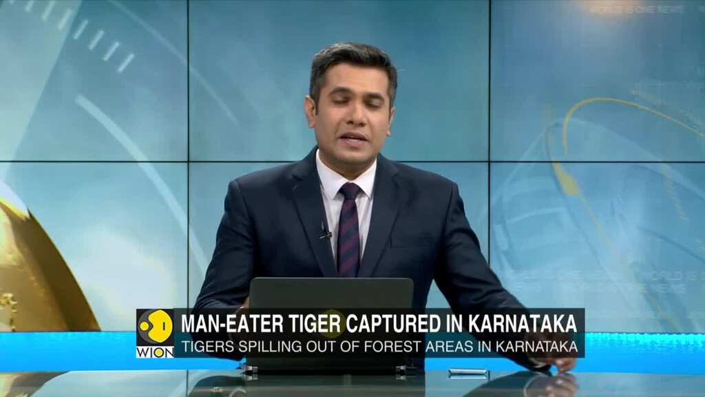 India: Man-eater tiger captured in Karnataka