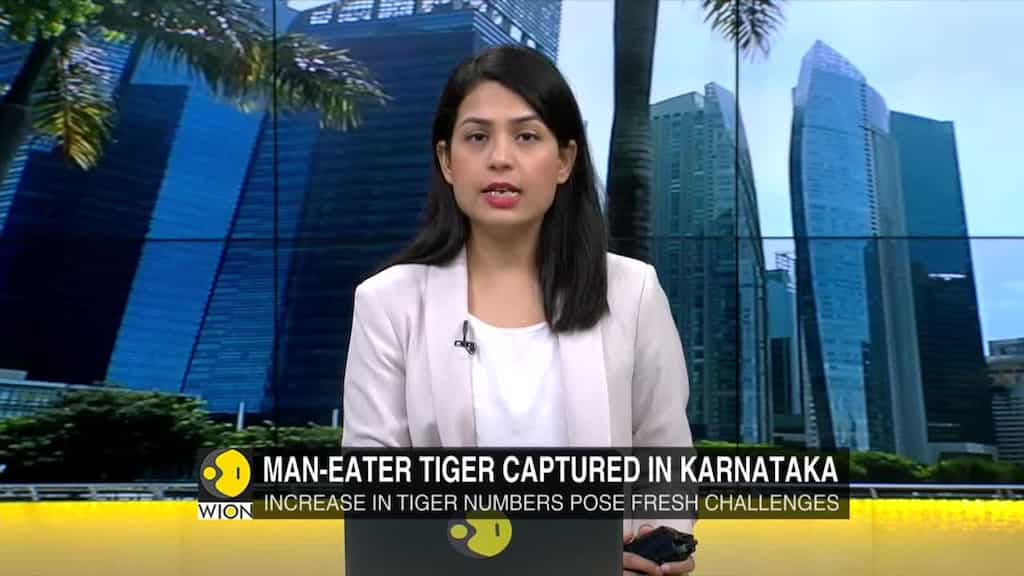 India: Man-eater tiger captured in Karnataka