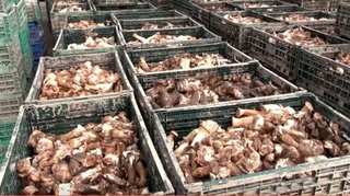 Mushroom producer suffers heavy loss after Typhoon Hagibis sweeps by