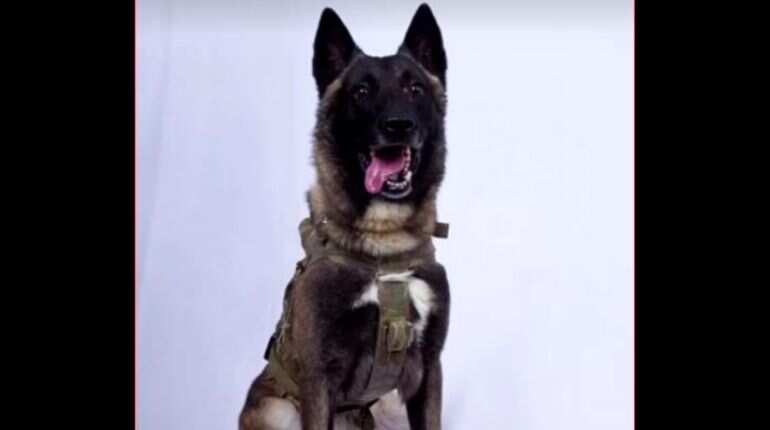 'Declassified picture' of hero dog that helped to kill Abu Bakr al-Baghdadi 'Declassified picture' of hero dog that helped to kill Abu Bakr al-Baghdadi