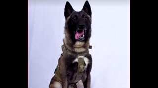 'Declassified picture' of hero dog that helped to kill Abu Bakr al-Baghdadi