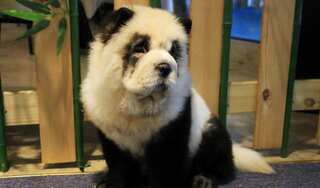 Chinese pet cafe owner dyes dogs to resemble pandas, sparks controversy