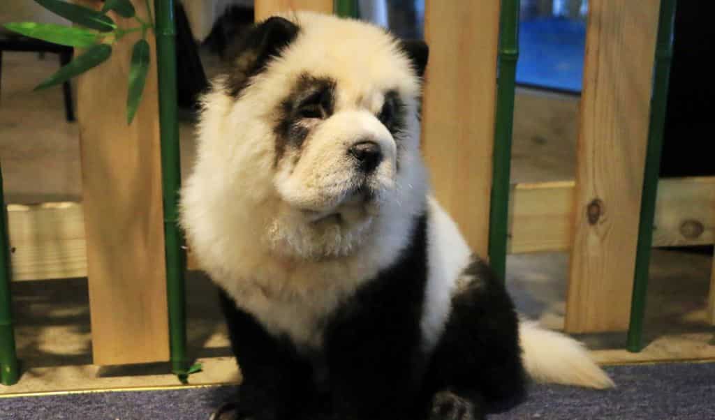 Chinese pet cafe owner dyes dogs to resemble pandas, sparks controversy
