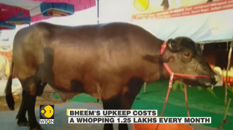 Bheem, bull weighing 1300 kgs to be auctioned at Pushkar Mela for 15 crore