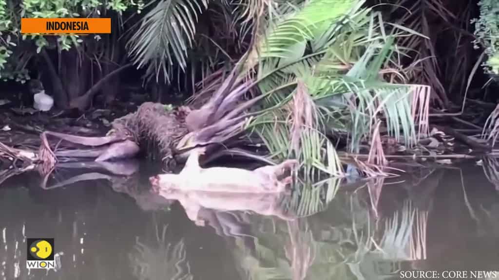 Indonesia swine fever outbreak kills more than 4,000 pigs